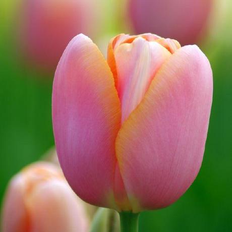 Github Opheliageek Prime Factorization Fourth Project Work With - Mobile Nature Arts for Desktop