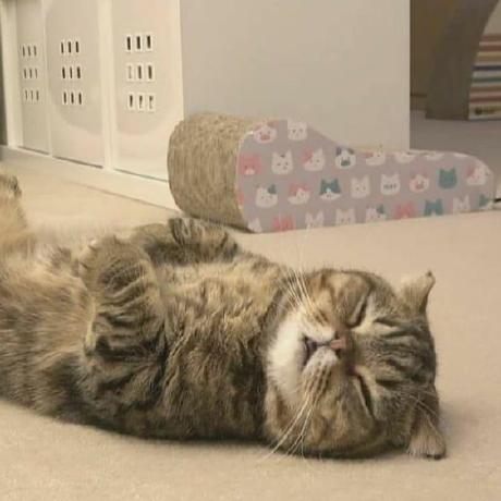 Github Tediorelee Koishi Plugin Javbus - Professional Landscape Picture - Retina