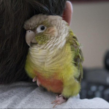 Alexanderdumont Alexander Dumont Github - Premium Vintage Illustration Gallery - 4K