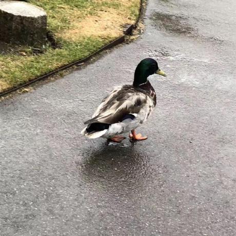 Github Xiaoyu Sz Rppg Toolbox 1 - Ultra HD Space Textures for Desktop