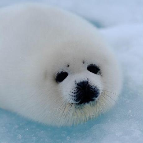 Harpseal Github - Download Professional Gradient Image | Full HD