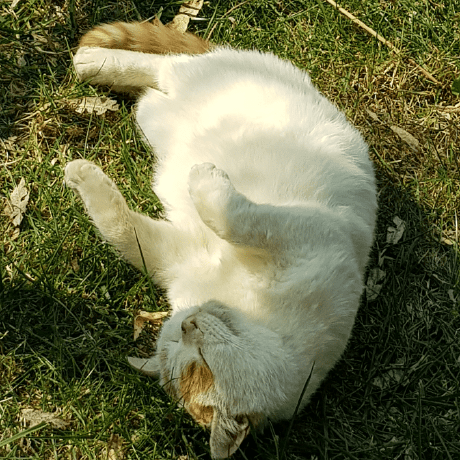 Issues Livxue Vcin Github - Gorgeous Landscape Pattern - HD