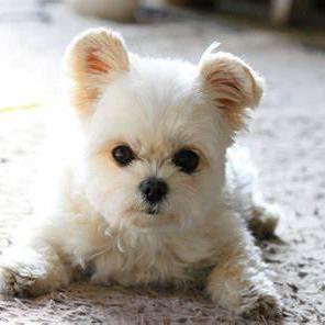 Hubery Lee Github - Minimal Photo Collection - Desktop Quality