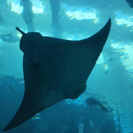 Yangvincent Vincent Yang Github - Geometric Design Collection - 8K Quality