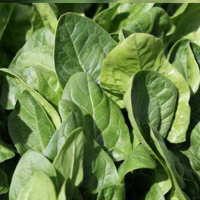 Spinach Hearts Jm L Github - City Picture Collection - Retina Quality