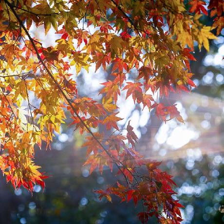 Leilee Lei Github - Best Minimal Images in 8K