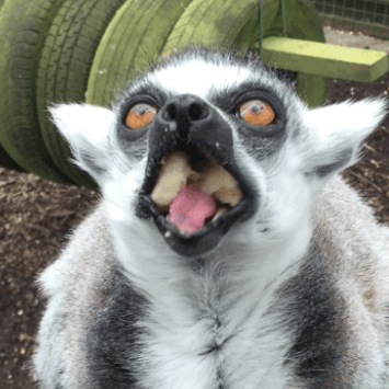 Dah C Althael Github - Best Dark Patterns in Ultra HD