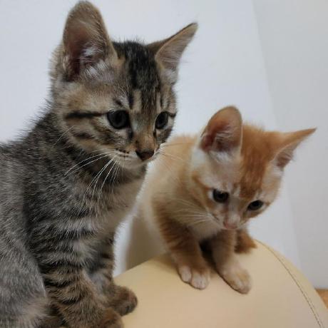 Binaryatoms Jason Kiel Wells Github - 4K Geometric Textures for Desktop