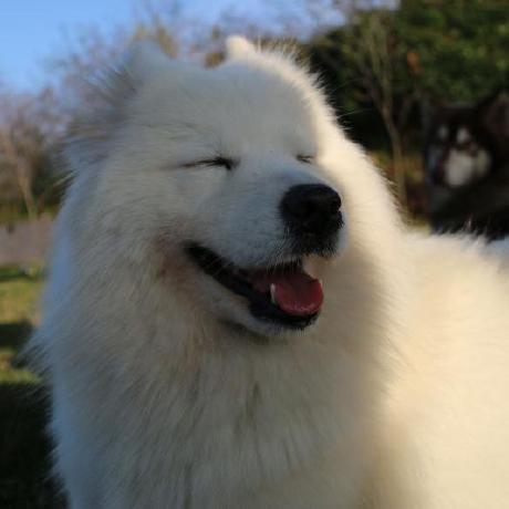 Rogers Clan Github - Professional Abstract Illustration - Desktop