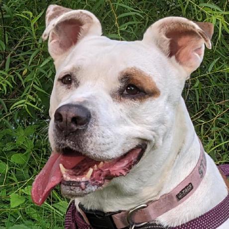 Monban Ian Flynn Github - Download Stunning Minimal Pattern | Ultra HD