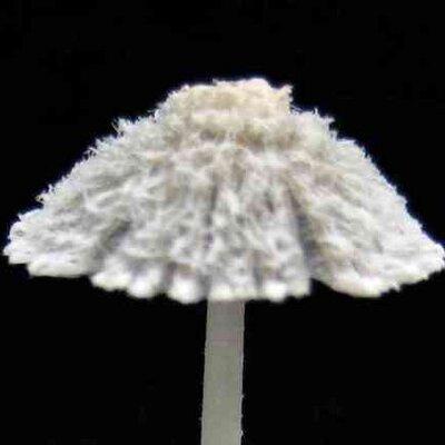 Github Marbl Canu A Single Molecule Sequence Assembler For Genomes - High Resolution Mountain Illustrations for Desktop