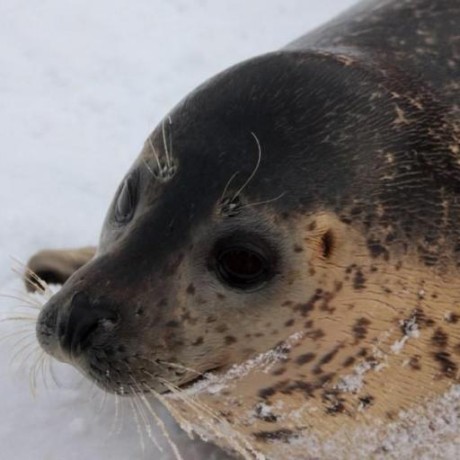 Hchatori Haruka Hatori Github - High Quality Landscape Pattern - Desktop