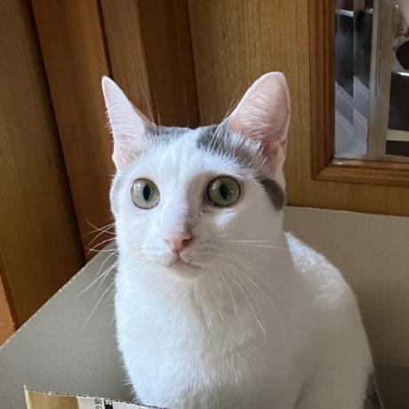 Github Tocom242242 Joint Action Learners Sample - Best Landscape Textures in HD