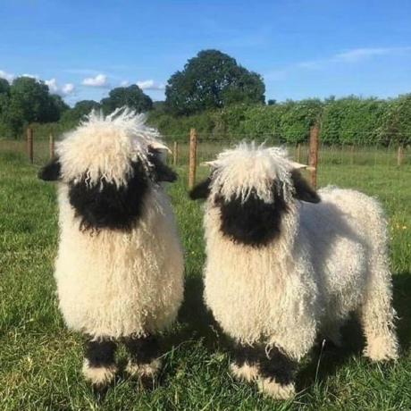 Fran Why Github - Retina Dark Textures for Desktop