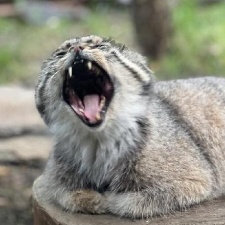 Ilya Kruchinin Github - Artistic HD Sunset Illustrations | Free Download