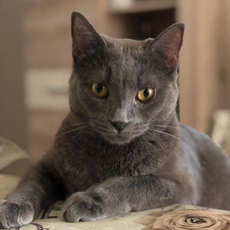 Adriyear99 Adri Github - Professional Nature Art - 8K