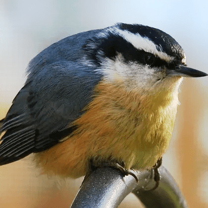 Github Qtc De Remote Method Guesser Java Rmi Vulnerability Scanner - Ultra HD Abstract Images for Desktop