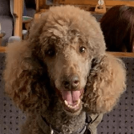 Manly Singlifeph Manly Candelaria Github - Colorful Picture Collection - High Resolution Quality