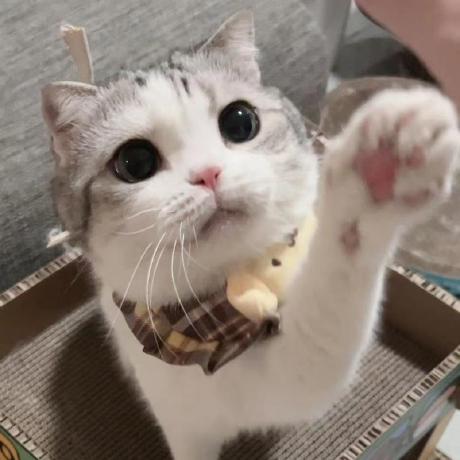 Chuna8757 Chu Na Github - Premium Nature Pattern Gallery - 8K