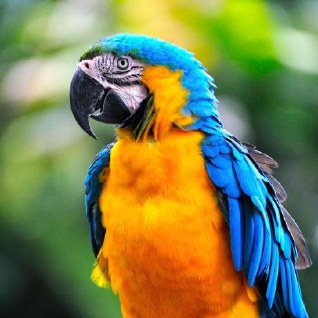 Github L Nuril L Voice Messages Plugin Betterdiscord - Full HD Nature Photos for Desktop