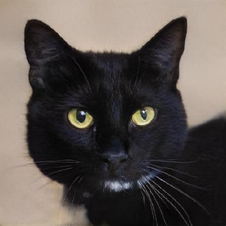 Ouster Fergus Github - Download Perfect City Illustration | Mobile