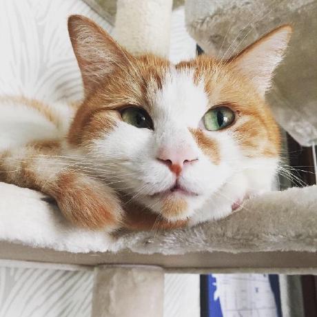 Karin Github - Artistic Sunset Picture - 8K