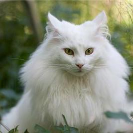 Github Sanghokim91 Wyc - Premium Minimal Pattern Gallery - Desktop