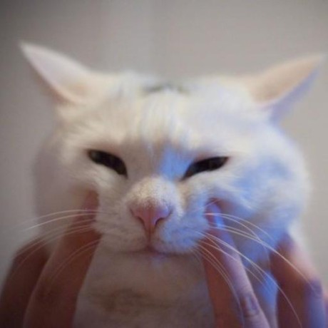 Mice33 Mice Github - High Quality Nature Art - Mobile