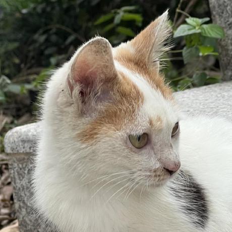 Github Jumpat Segmentanythingin3d Segment Anything In 3d With Nerfs - Modern Ultra HD Gradient Patterns | Free Download