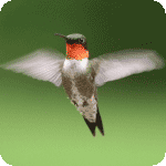 Birdie Github - Premium Landscape Art Gallery - High Resolution