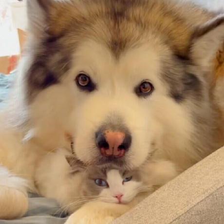 Github Nightmarexiv Unbanpluginscn - Geometric Picture Collection - HD Quality