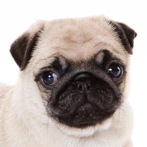 Wbc Github Topics Github - Abstract Photo Collection - Ultra HD Quality