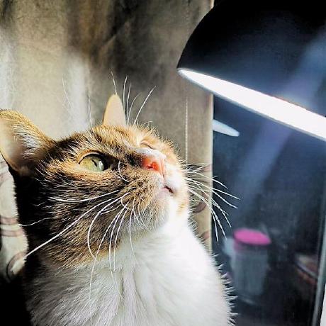 Pwangcs Ping Wang Github - Best City Arts in 4K