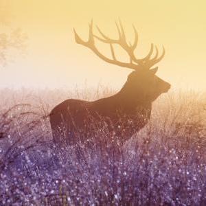 Github Candid82 Joker Small Clojure Interpreter And Linter - Colorful Photo Collection - 4K Quality