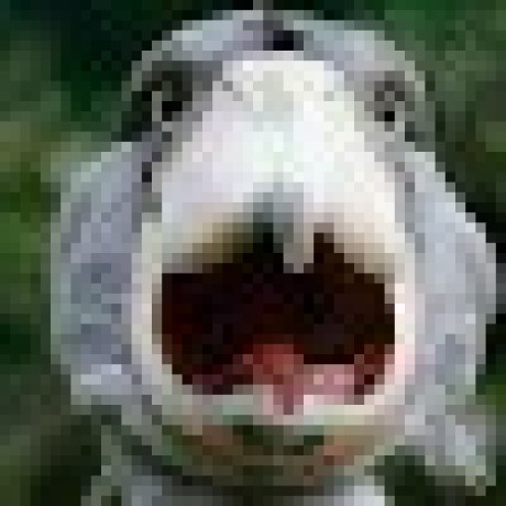 The Djm Github - Premium Colorful Photo Gallery - Full HD