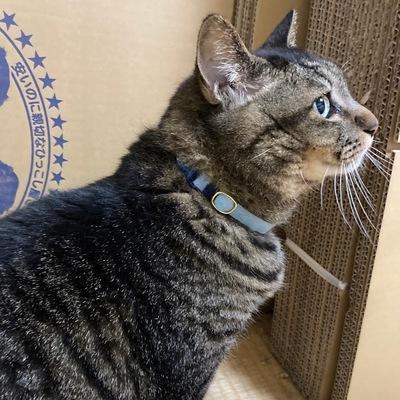 Ca Okumura Github - Light Photos - Elegant 4K Collection