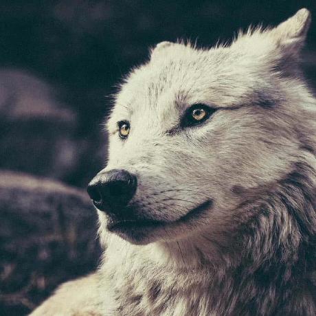 Rilindtasholli Rilind Tasholli Github - Dark Designs - Modern 4K Collection