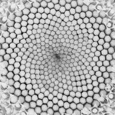 Github Oyamaplati Photosynthesis - Premium Nature Pattern Gallery - High Resolution