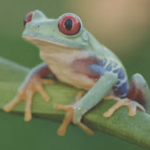 Frogaccount Github - Stunning Landscape Image - Desktop