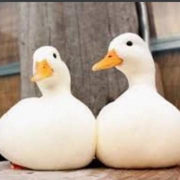 Dalerandall Dale Randall Github - Landscape Illustration Collection - High Resolution Quality