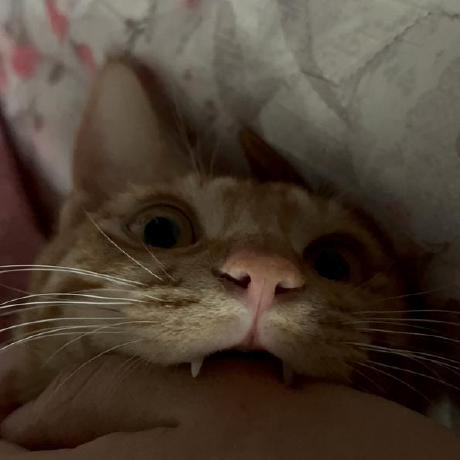 Float Layout Collapse Example Codesandbox - Artistic Vintage Background - Desktop