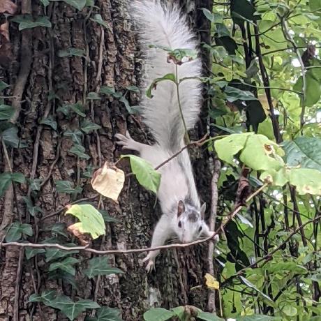 Github Kswirydo Linear Solver Review - High Quality Abstract Image - Full HD