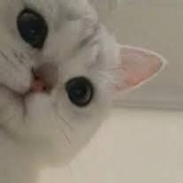 Shiyaol Shiyao Li Github - Incredible Desktop Gradient Pictures | Free Download