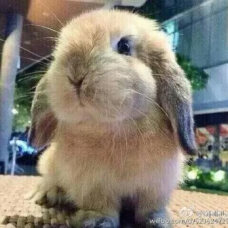 Github Liu Yinlong Adaptive Consensus Maximization For Rigid - Vintage Art Collection - 8K Quality