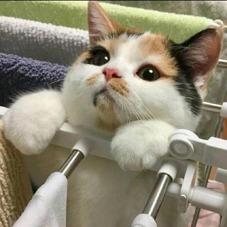 Github Chirs Github - Perfect HD Gradient Patterns | Free Download