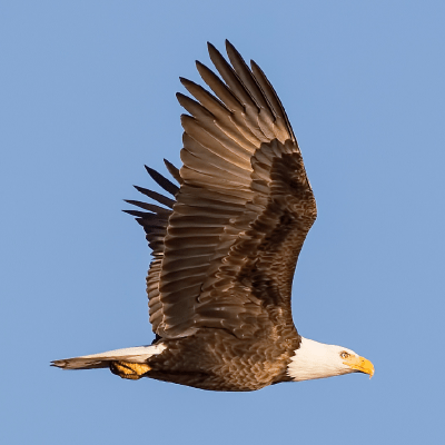 Github Kocherlasahith Flight Flask - Download Elegant Nature Design | Mobile