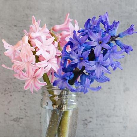 Hyacinth Ch Github - Creative 4K Nature Wallpapers | Free Download