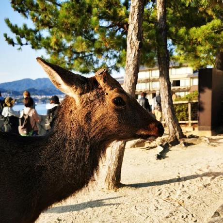 Yota Hirose Github - Mountain Illustration Collection - High Resolution Quality