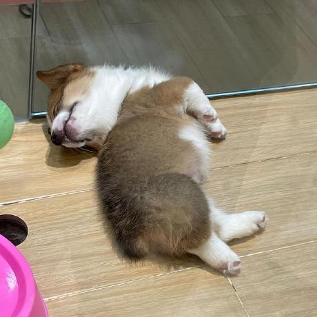 Github Zubingou Leeml 2020 - Premium Geometric Photo Gallery - Desktop