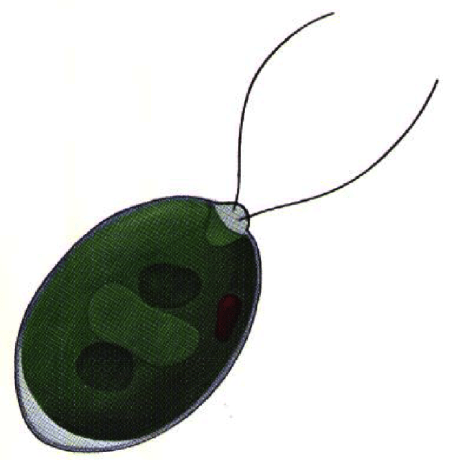 Ness New Github - Premium Nature Texture - HD